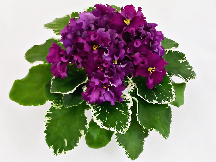 ЛФ-Элла.jpg