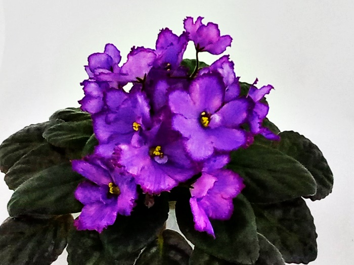 НД-Уссури.jpg