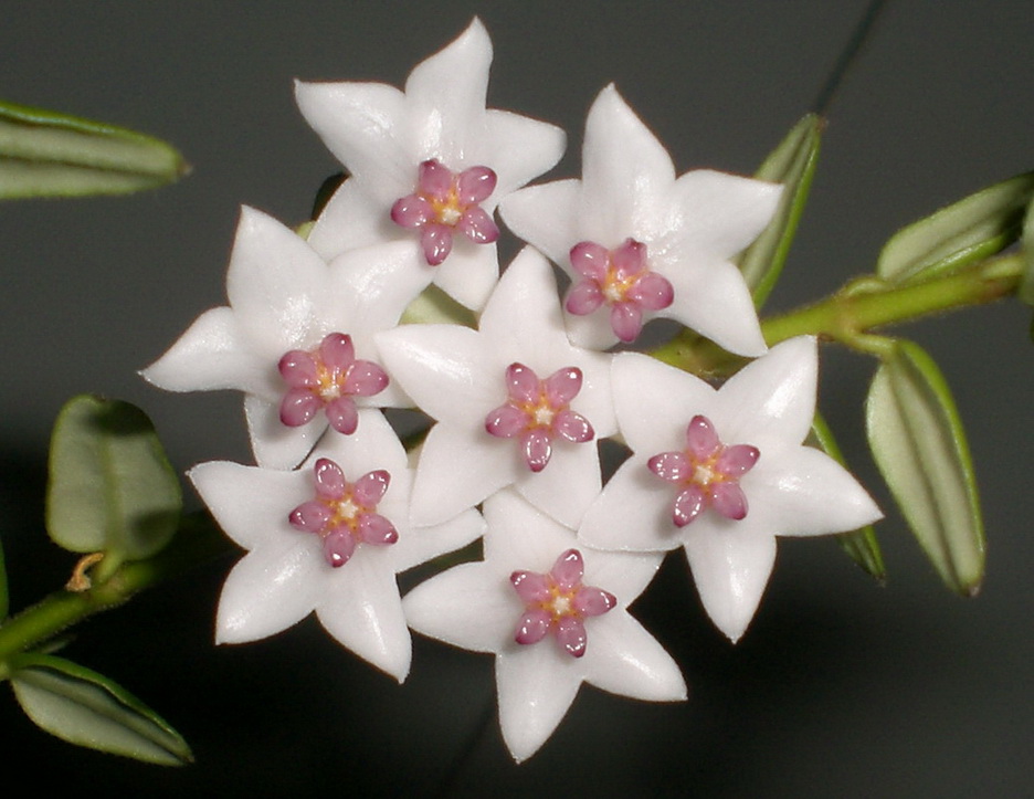 Hoya Weebella