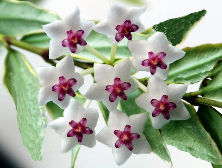Hoya Bella var. Variegata