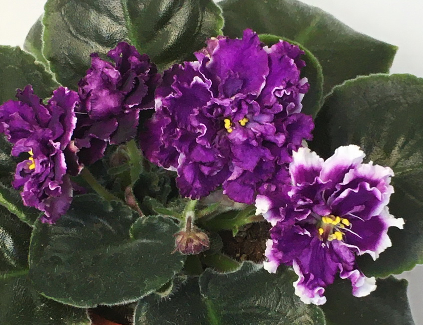 ЛЕ-Черника