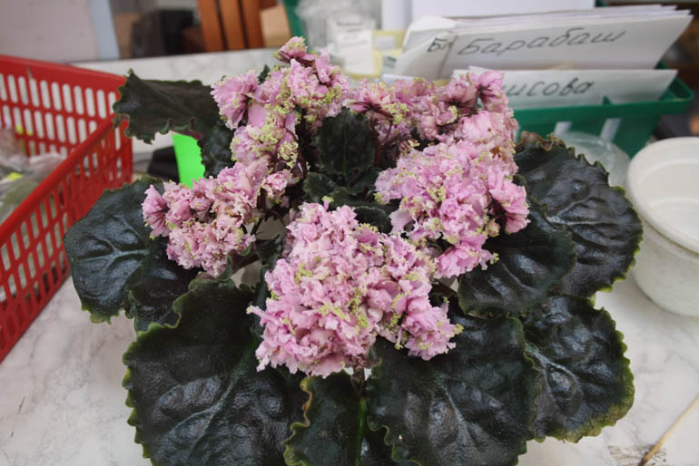 ЛЕ-КОРОЛИ И КАПУСТА