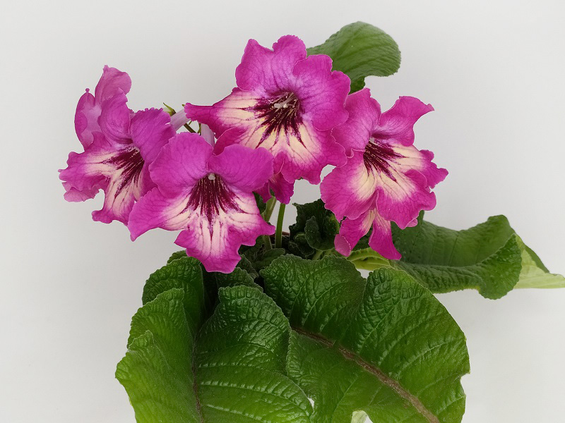 DS-680.jpg