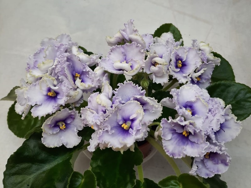 Cristal Plum.jpg