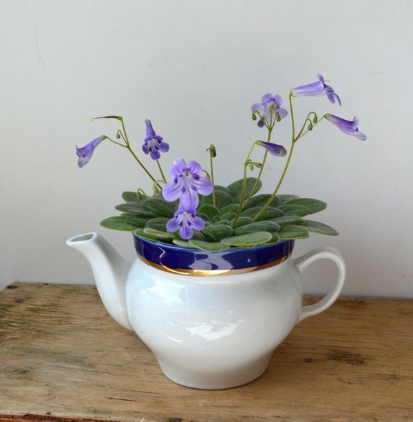 Primulina petrocosmeoides
