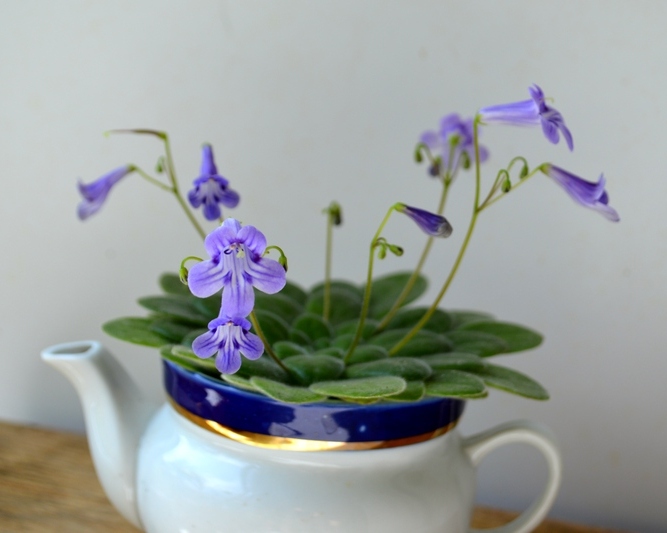 Primulina petrocosmeoides