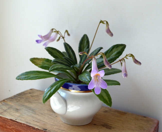 Primulina Rachel