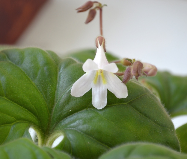 Primulina » Species