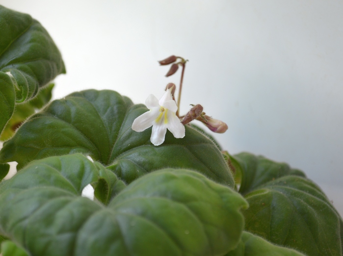 Primulina » Species