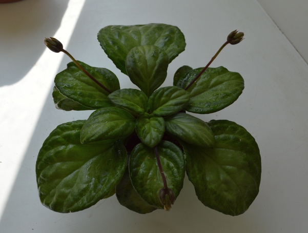 Primulina  Piccolo
