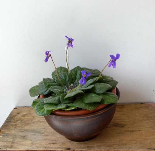 petrocosmea sinensis