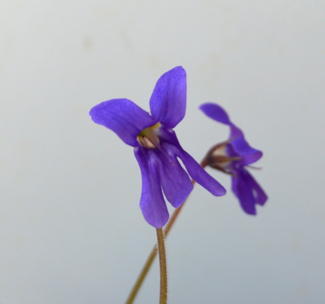 petrocosmea sinensis