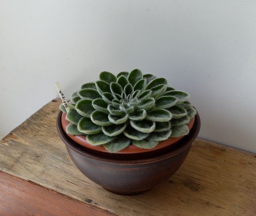 Petrocosmea sericea