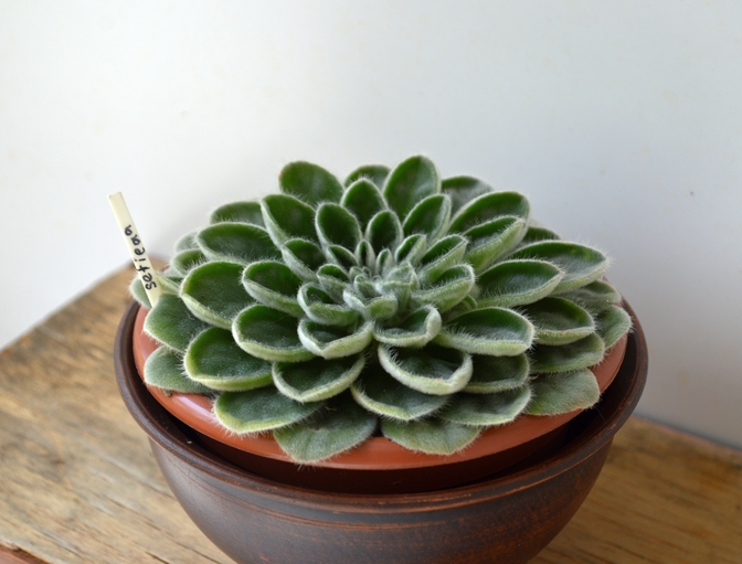 Petrocosmea sericea