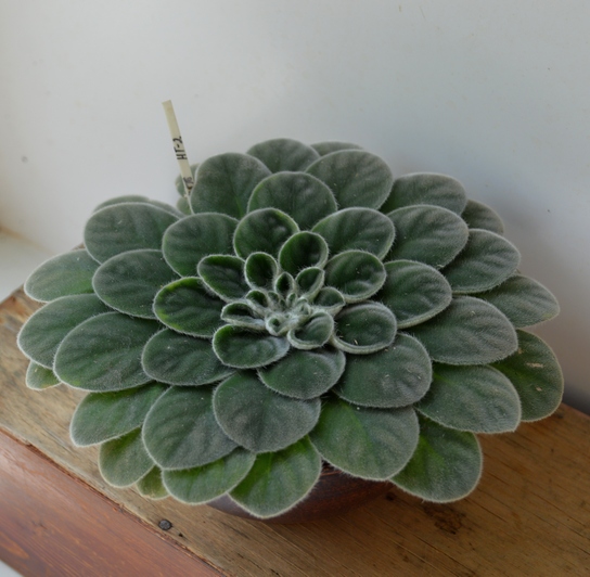Petrocosmea “HT2”