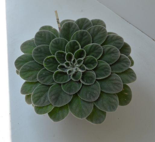 Petrocosmea “HT2”