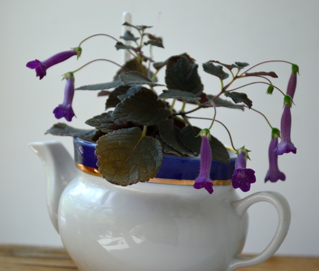 Deep Purple Dreaming
