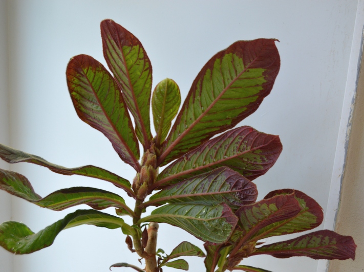 C.BC mastersonia Atlanta