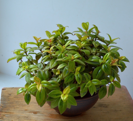 Nematanthus Gregarius Sarah