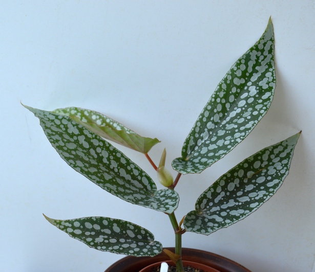 b.dichrog sprigue