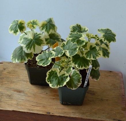 DSC_0105.JPG