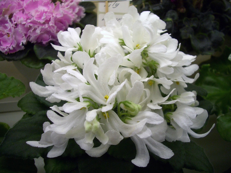 Lunar Lily White.jpg