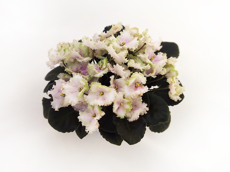 2 - Allegro Watermelon Ruffles (колл. О.Кособокова).jpg