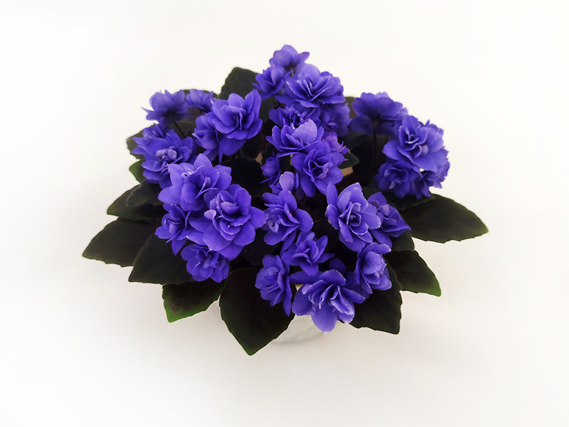 1 - Ness' Crinkle Blue (колл.Н.Дорофеев).jpg