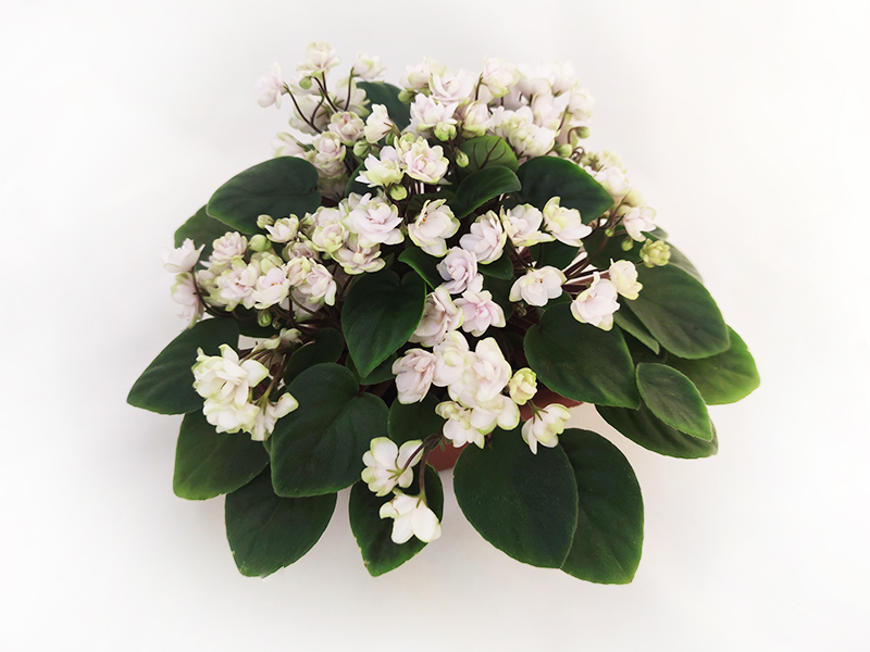 1 — ЛЕ-Серебряный Ручей (колл. Л.Пак).jpg
