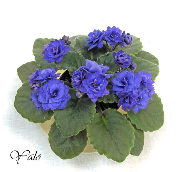 2 место – Ness' Crinkle Blue (D. Ness), колл. А. Кузнецов