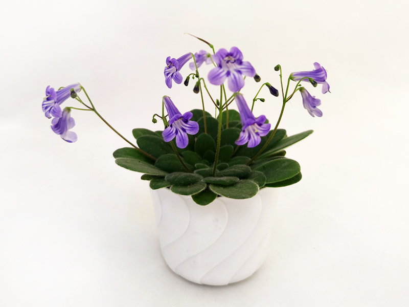 1 —Primulina petrocosmeoides (колл.И.Рачков).jpg