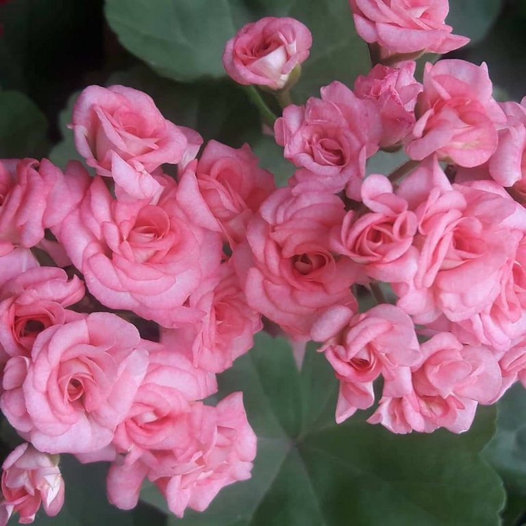 Пеларгония Grainger s Antique Rose.jpg