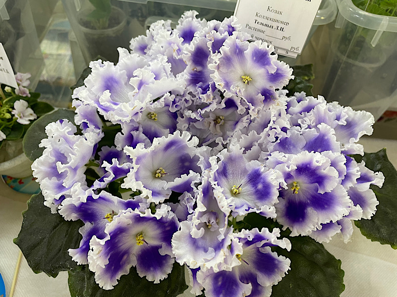 НК-Спокойной Ночи