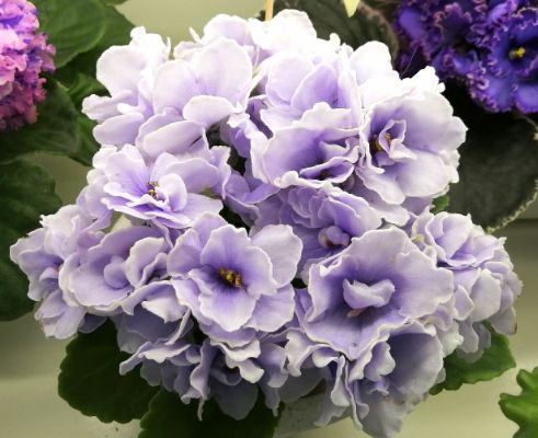 Blue Victoria