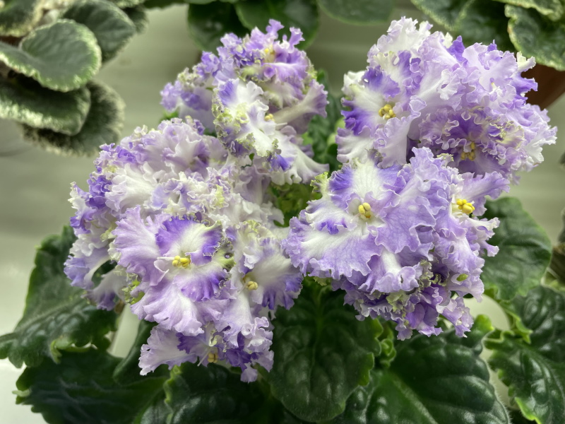 Cajun's Queen Lace