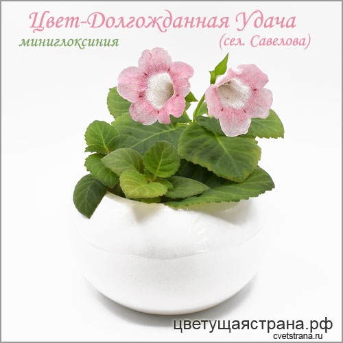 Цвет-Долгожданная-Удача.jpg
