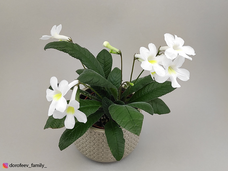 Heartland's White Gold