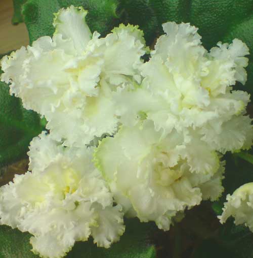 ЛЕ-Золотая-Пена.2jpg.jpg