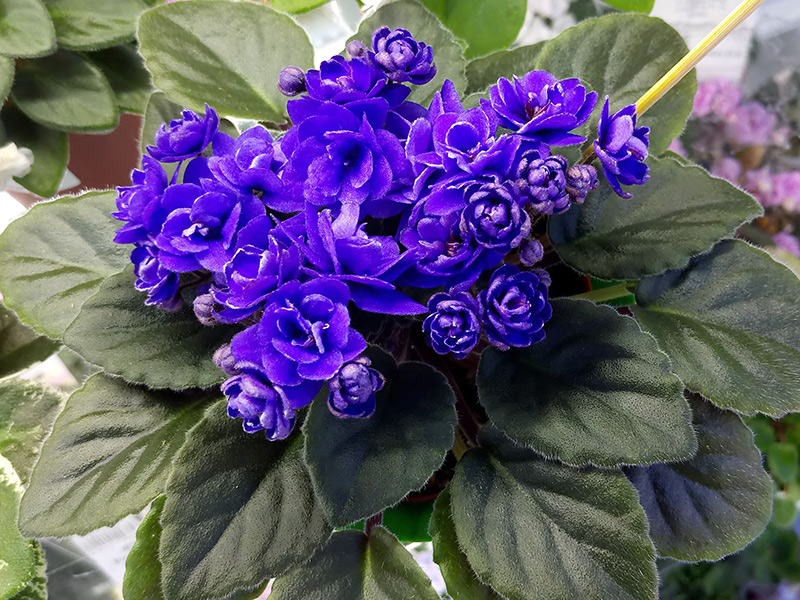 Ness' Crinkle Blue