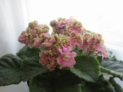 Поцелуй Русалки (Морев)