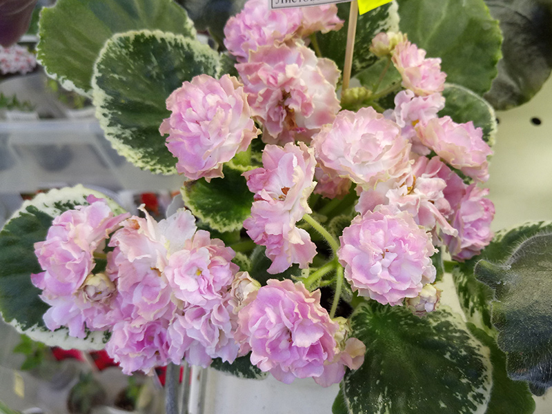 ЛЕ-Английская Роза