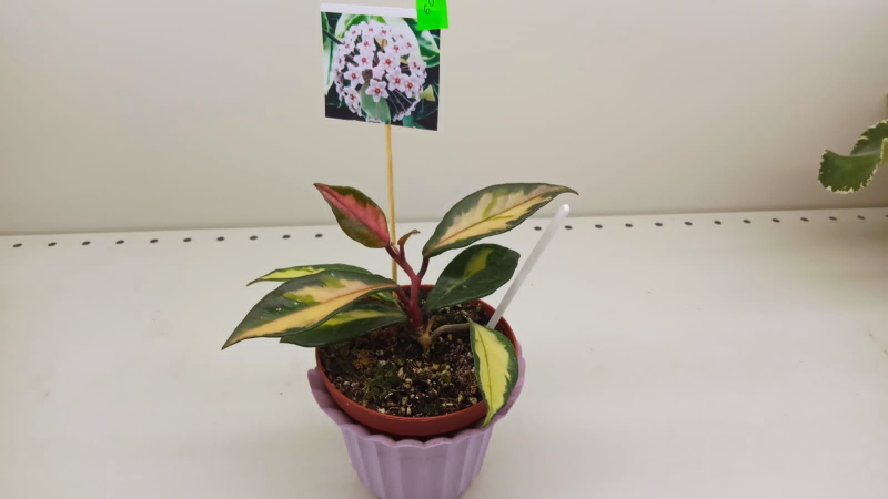 Хоя Carnosa Tricolor