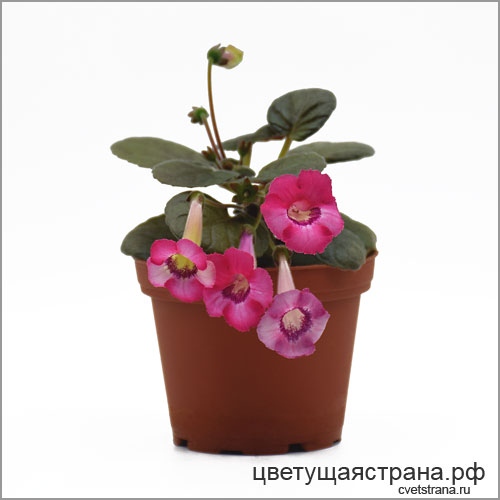 Цвет-Годовой-Круг-21.jpg