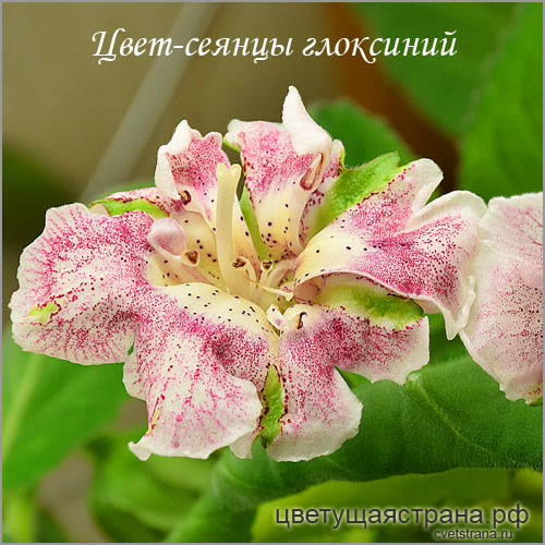 Cvet-plants-20211.jpg