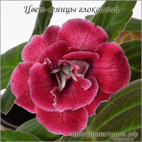 Cvet-plants-20212.jpg