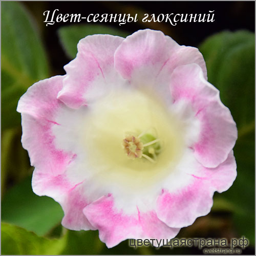 Cvet-plants-20213.jpg