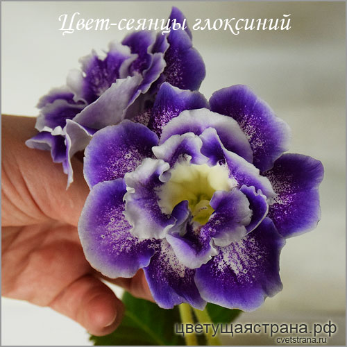 Cvet-plants-20214.jpg