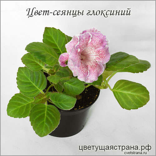 Cvet-plants-20215.jpg