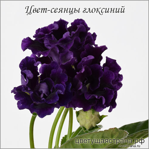 Cvet-plants-20217.jpg