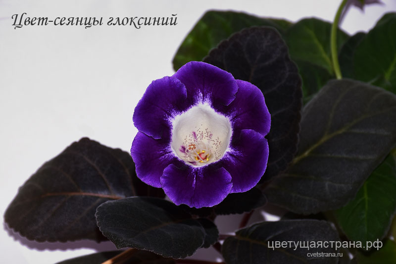 Cvet-plants-20216.jpg